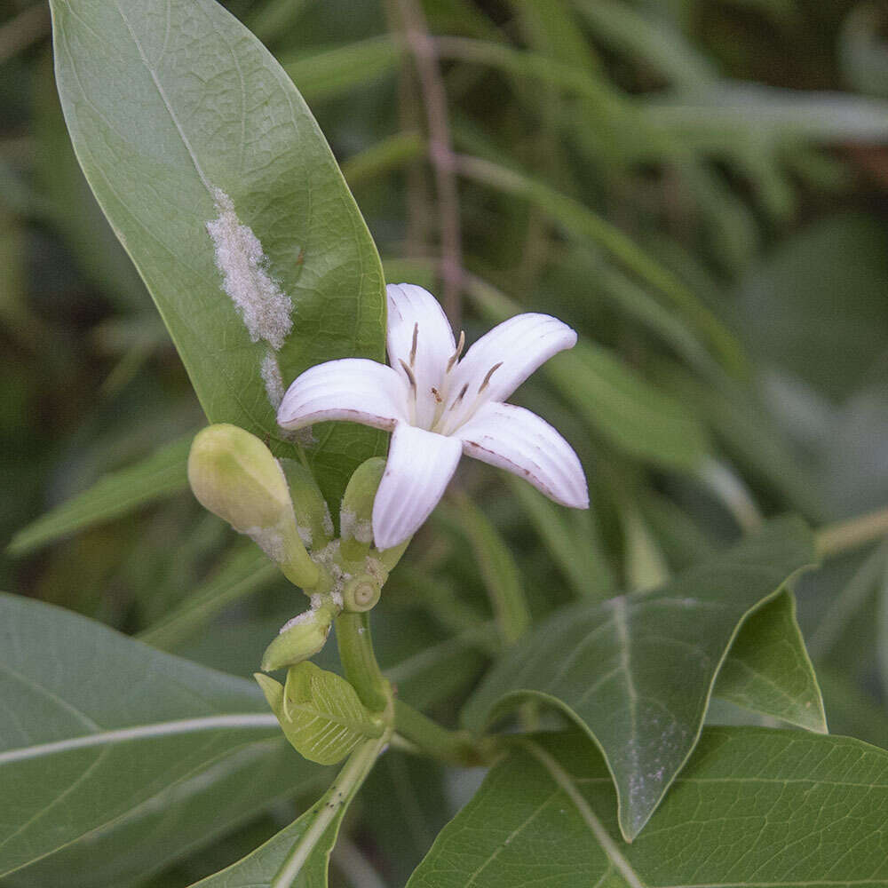 Image of Morinda coreia Buch.-Ham.