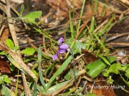 Image of Viola prionantha subsp. confusa (Champion ex Benth.) Y. S. Chen