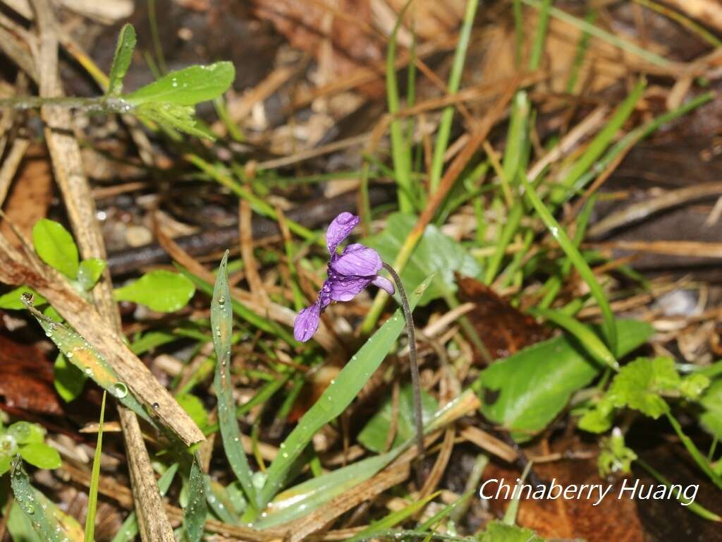 Image of Viola prionantha subsp. confusa (Champion ex Benth.) Y. S. Chen