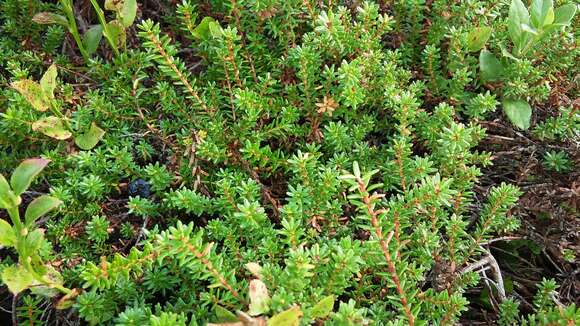 Image of black crowberry