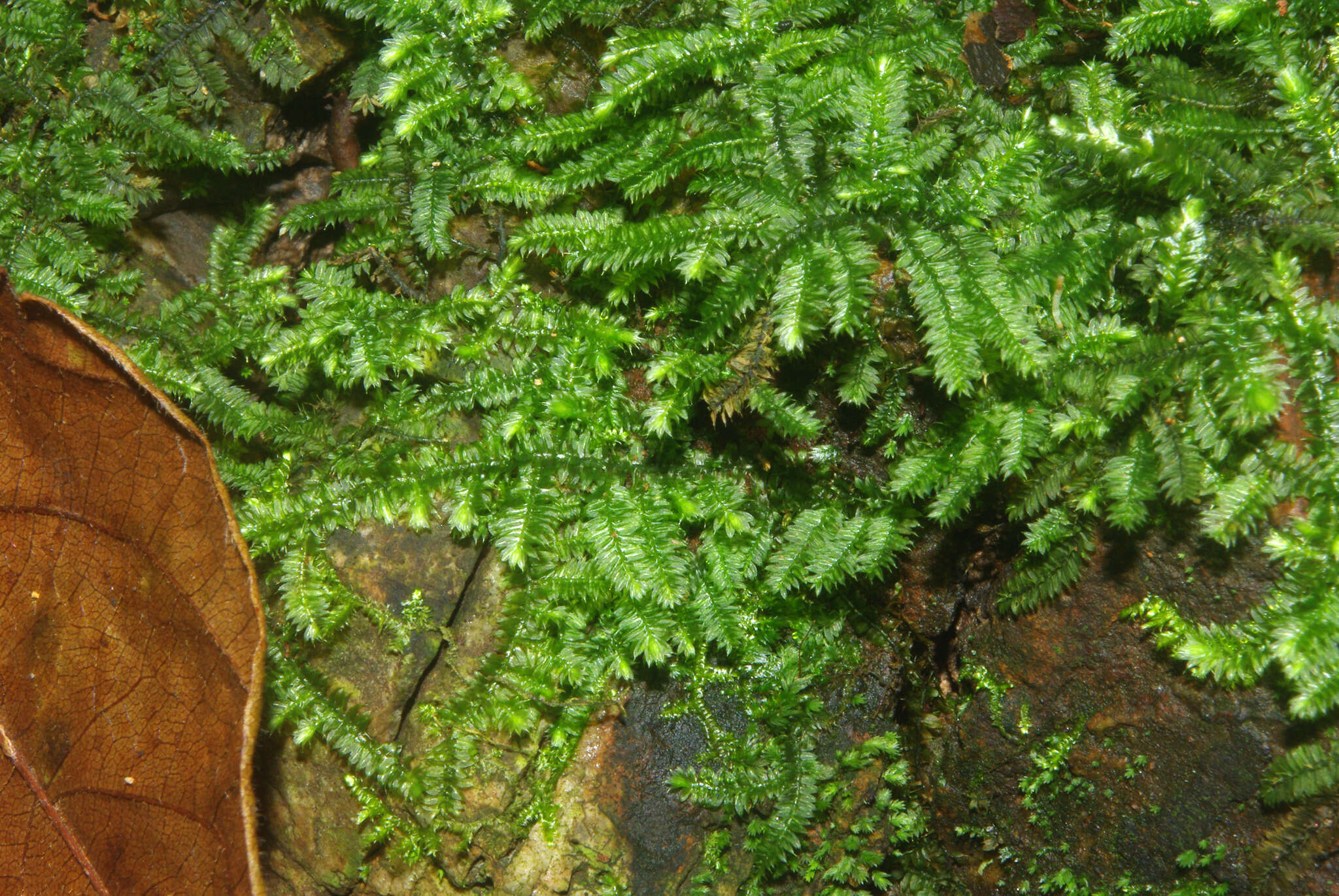 Image of Selaginella mittenii Bak.