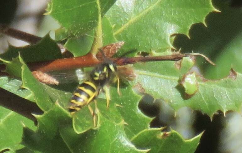 Image de Vespula alascensis Packard 1870