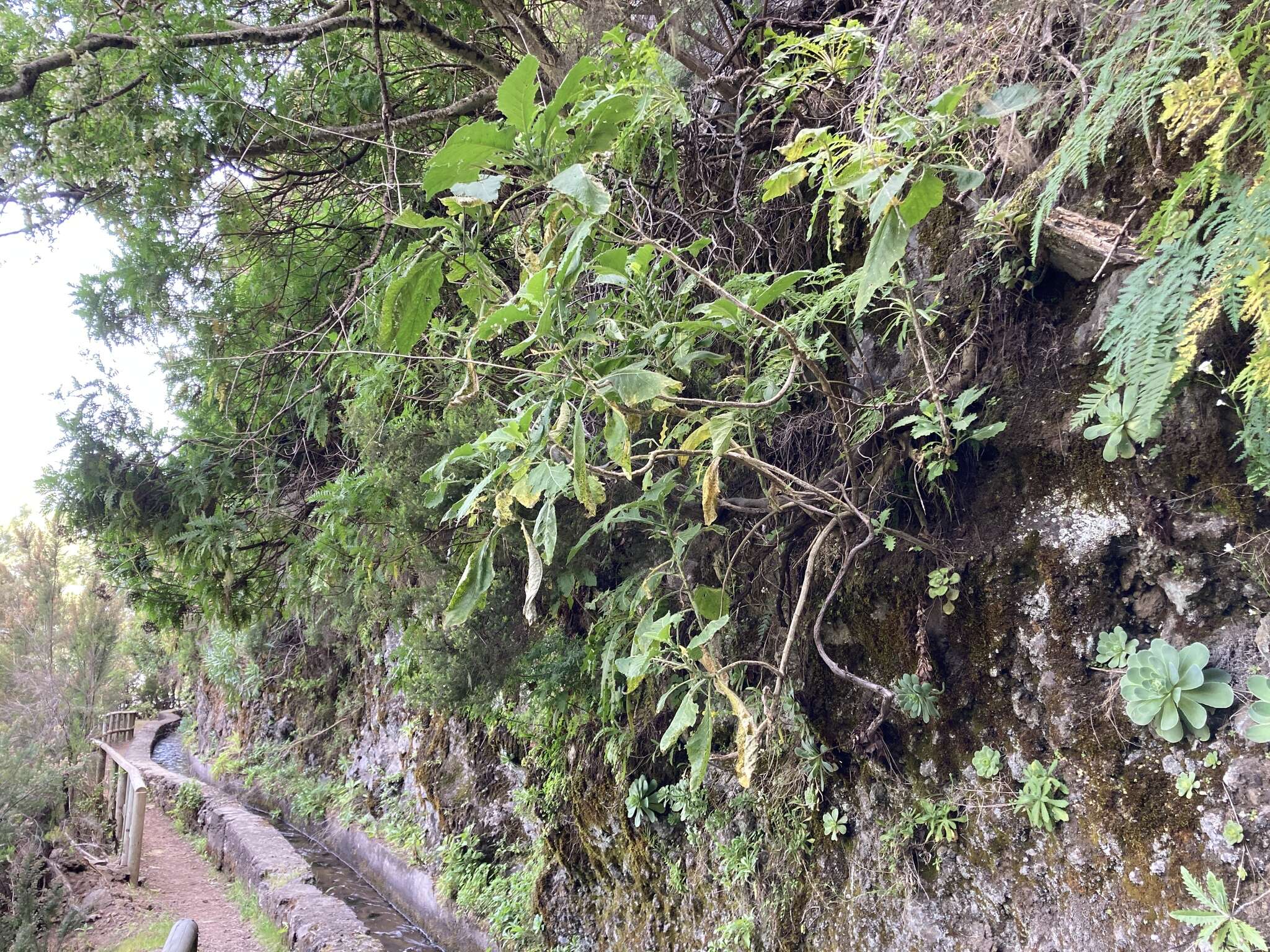 Image of Crambe santosii Bramwell