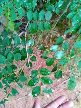 Image of Chadsia versicolor Bojer