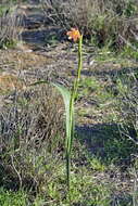 Moraea bifida (L. Bolus) Goldblatt resmi