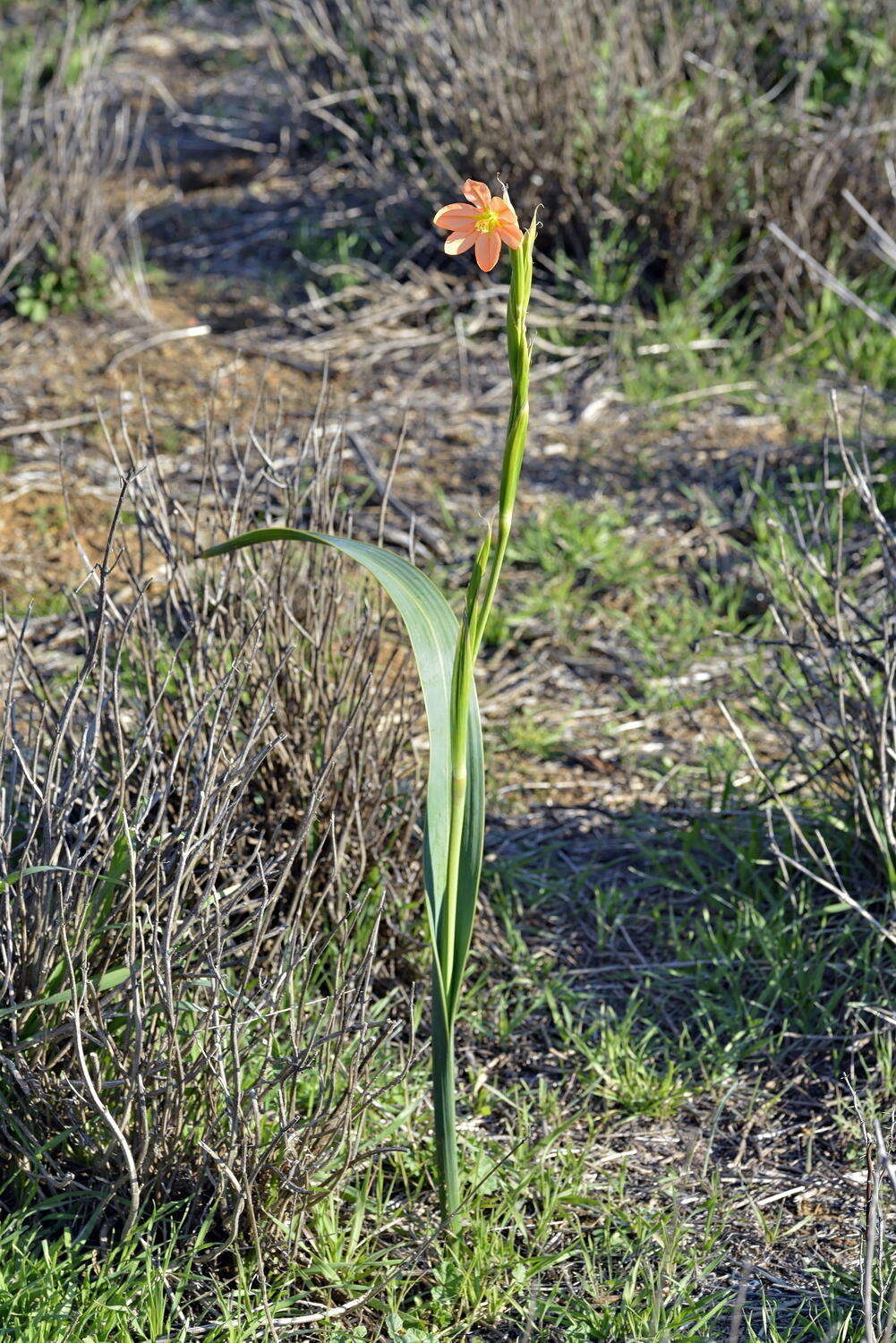 Moraea bifida (L. Bolus) Goldblatt resmi