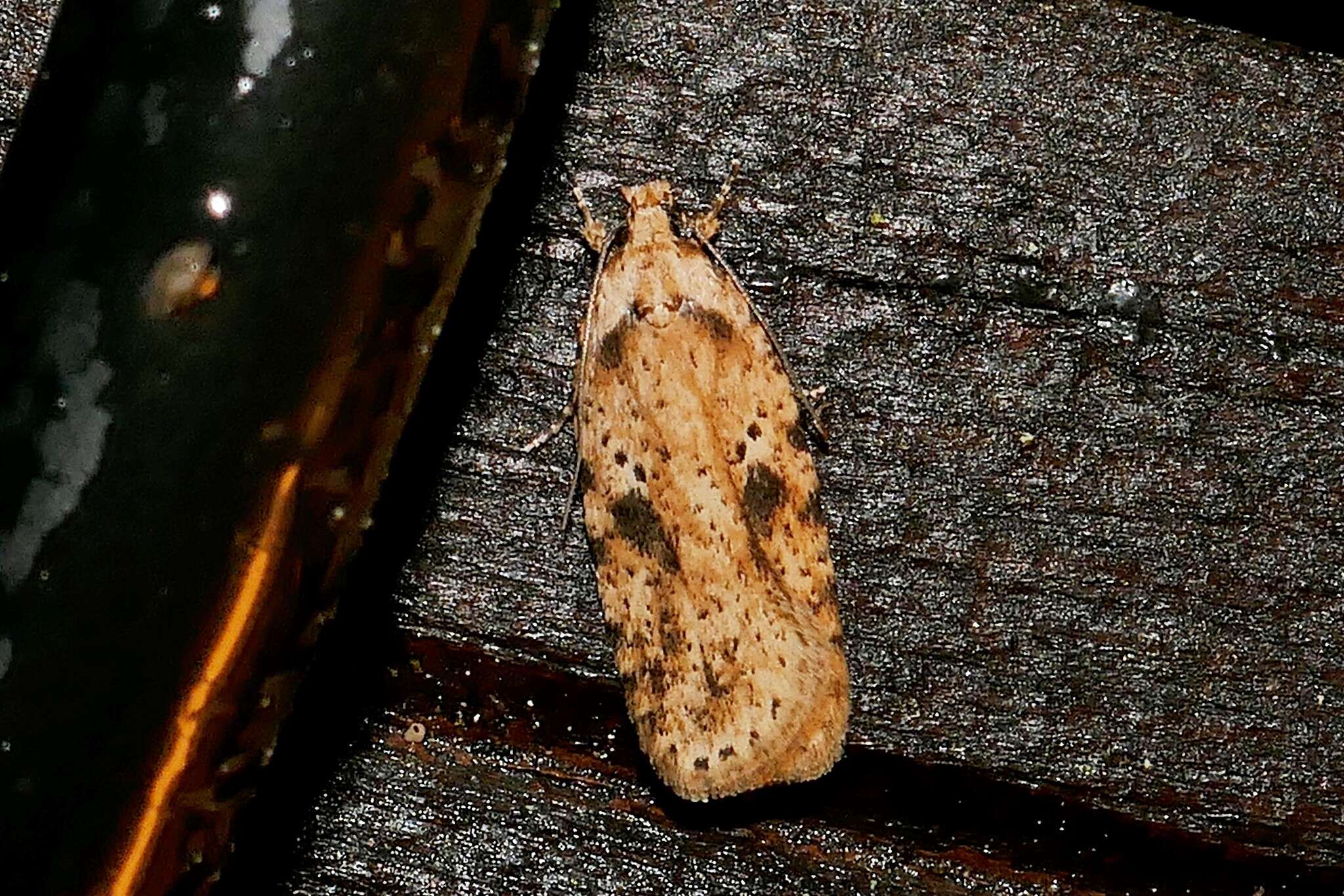 Imagem de Agonopterix arenella Denis & Schiffermüller 1775