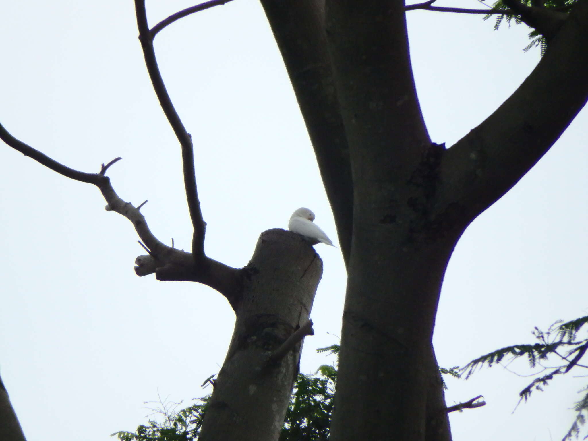 Image of Goffin's Cockatoo