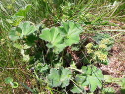 صورة Alchemilla glaucescens Wallr.