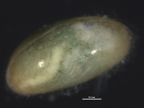 Image of PodocopidGEN BIOUG030