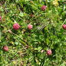 Imagem de Trifolium raddeanum Trautv.