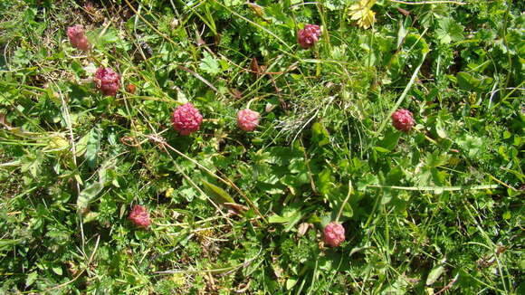Image of Trifolium raddeanum Trautv.