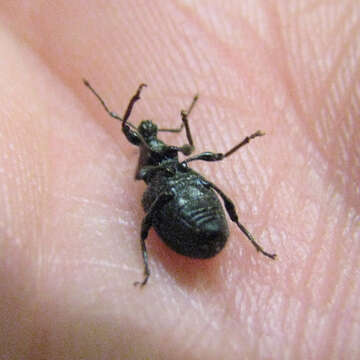 Image of rough strawberry root weevil