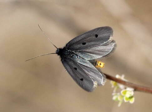 Image of Ethmia discrepitella Rebel 1901