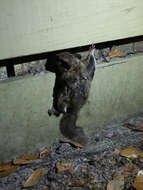 Image of American Flying Squirrels