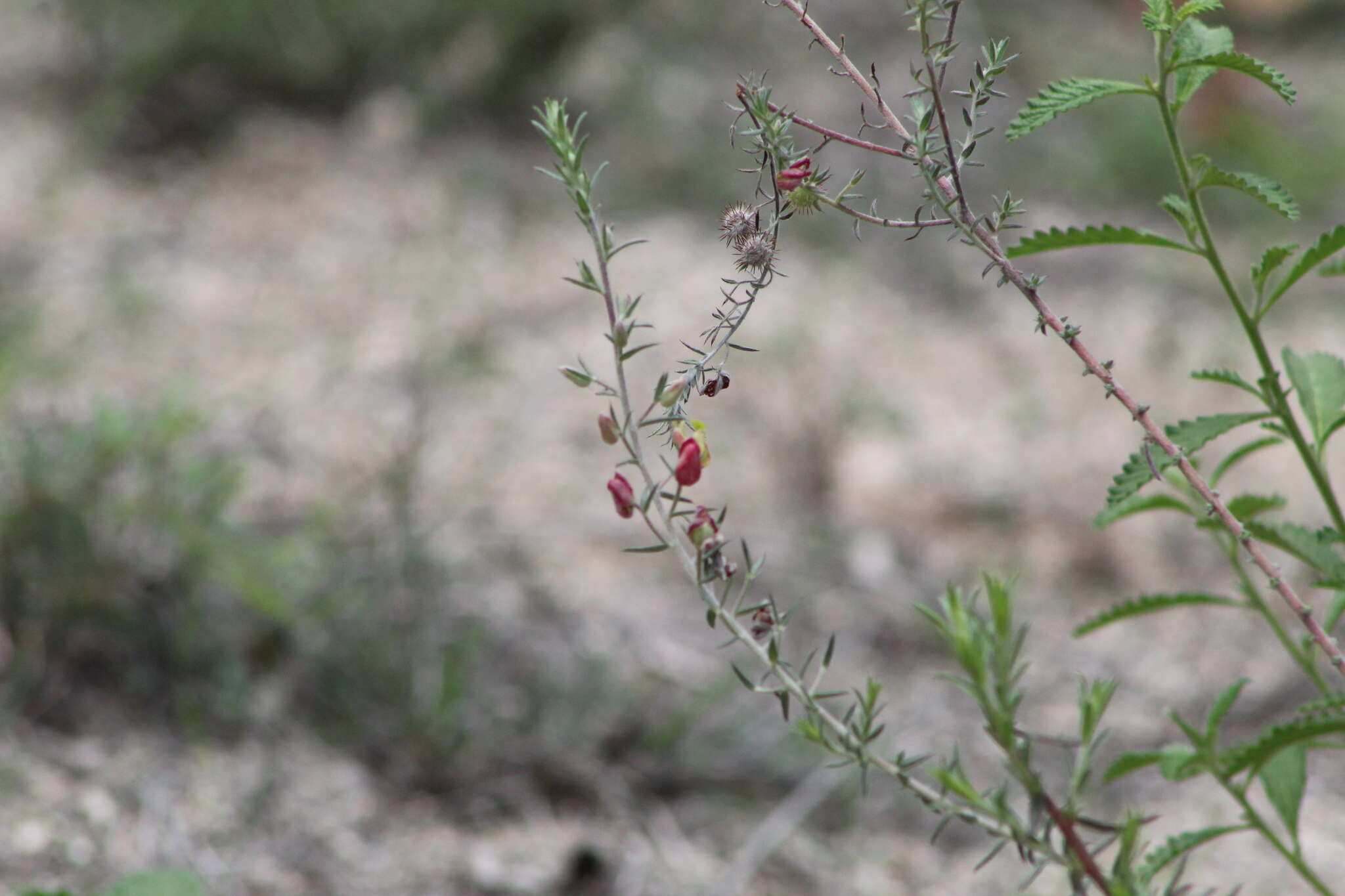 Image of Krameria revoluta O. Berg