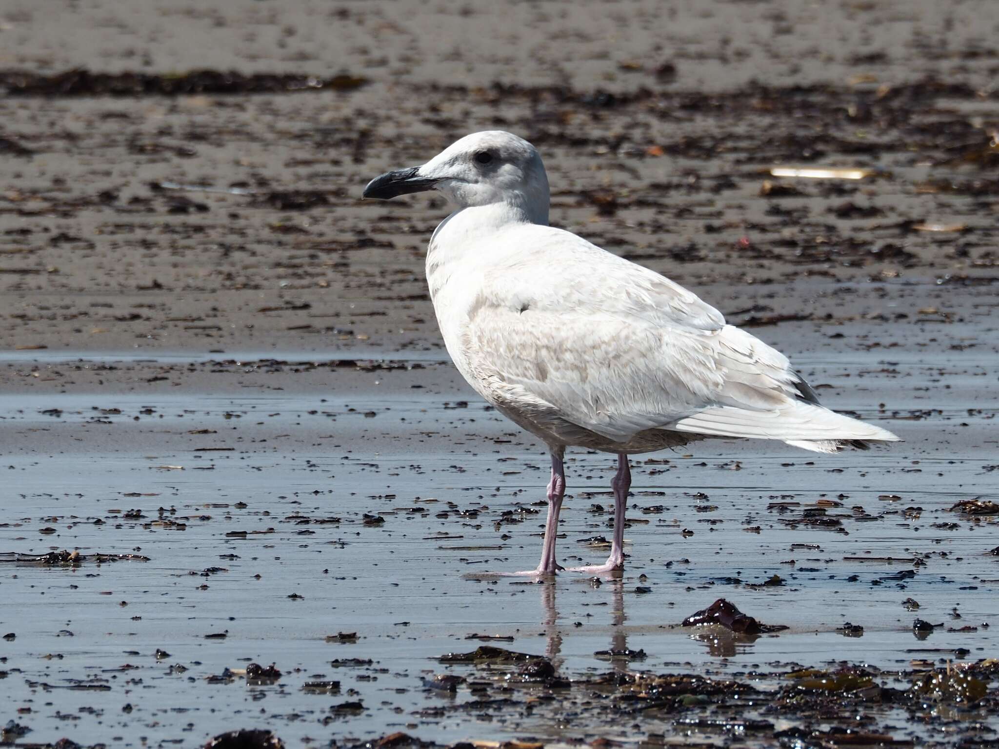 Image of Glaucous-winged Gull