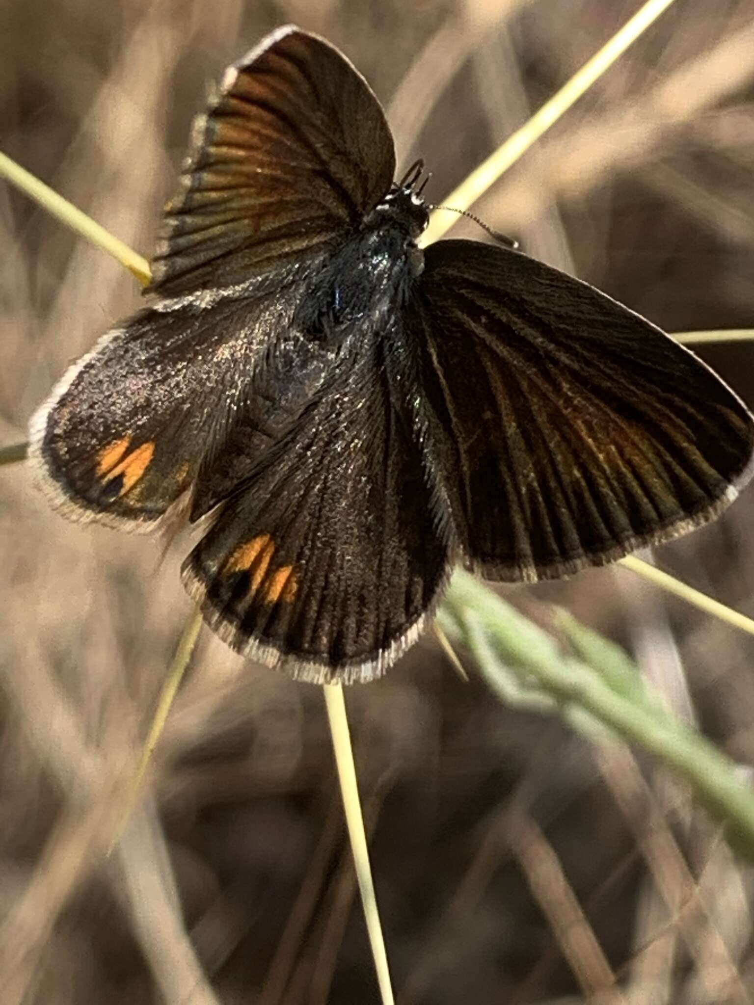 Image of Plebejidea loewi