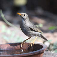 Image of Tickell's Thrush