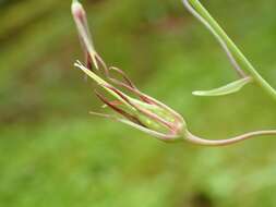 Image of Western False Deathcamas