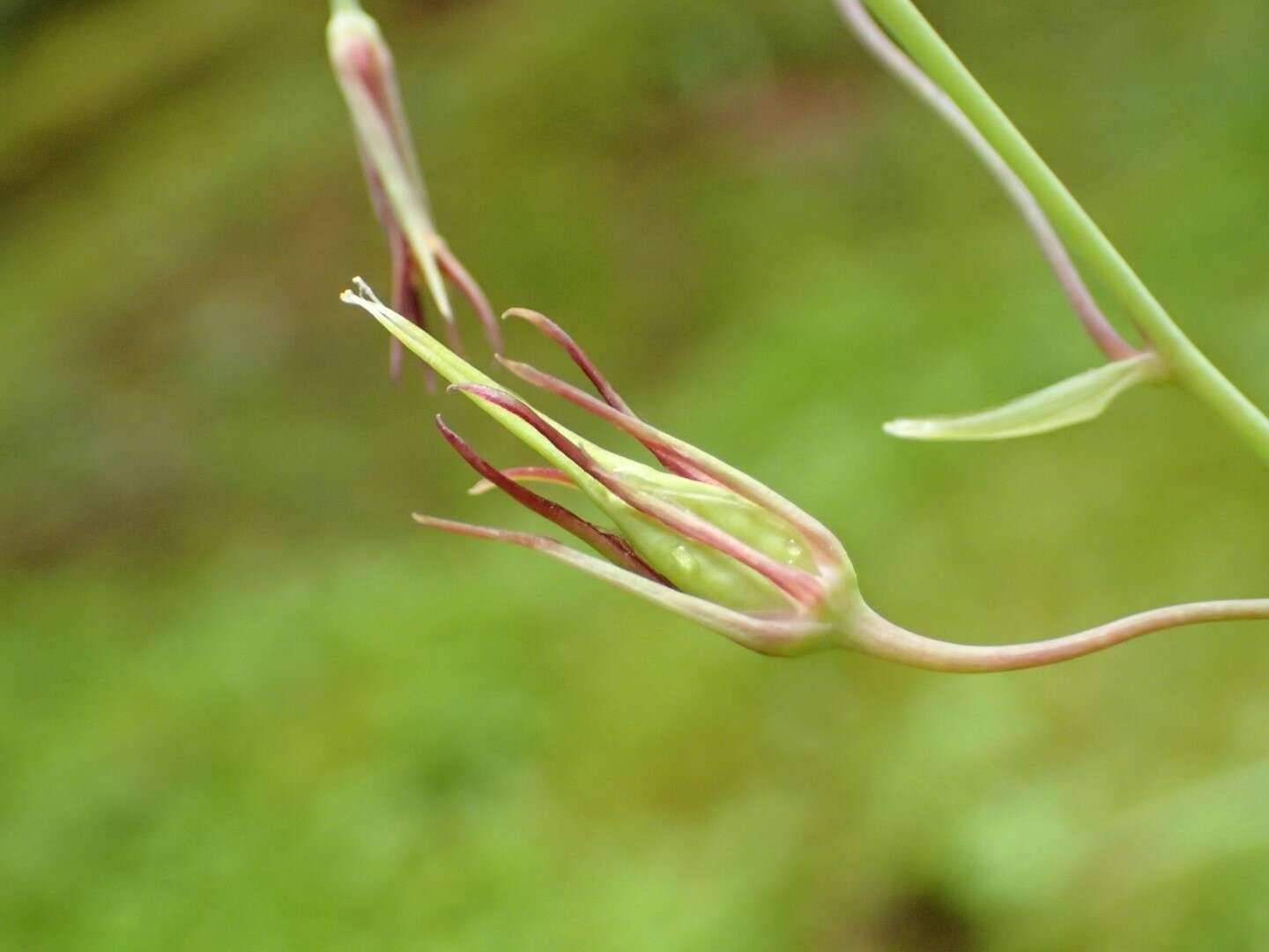 Image of Western False Deathcamas