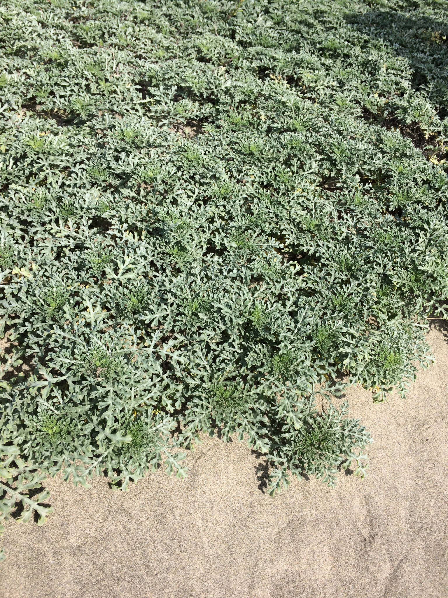 Image of silver bur ragweed