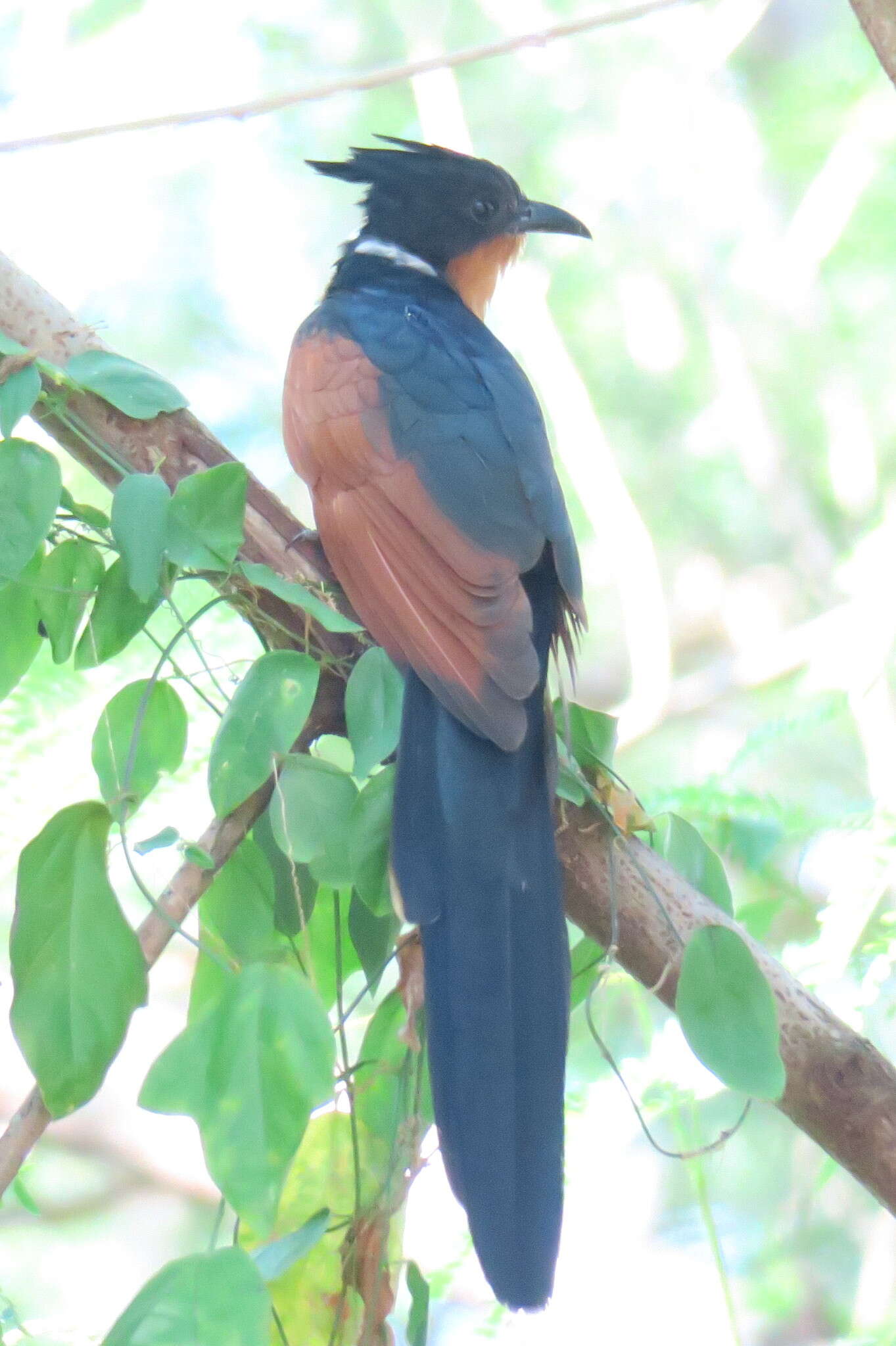 Image of Chestnut-winged Cuckoo