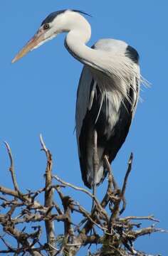 صورة Ardea cinerea cinerea Linnaeus 1758