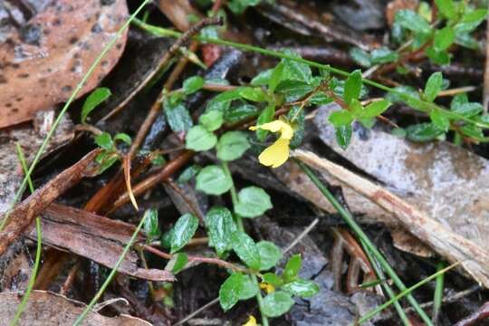 Hibbertia appressa H. R. Toelken resmi