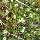 Image of Arenaria tetragyna Willd. ex Schltdl.