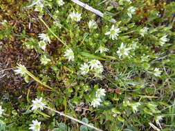 Image of Arenaria tetragyna Willd. ex Schltdl.