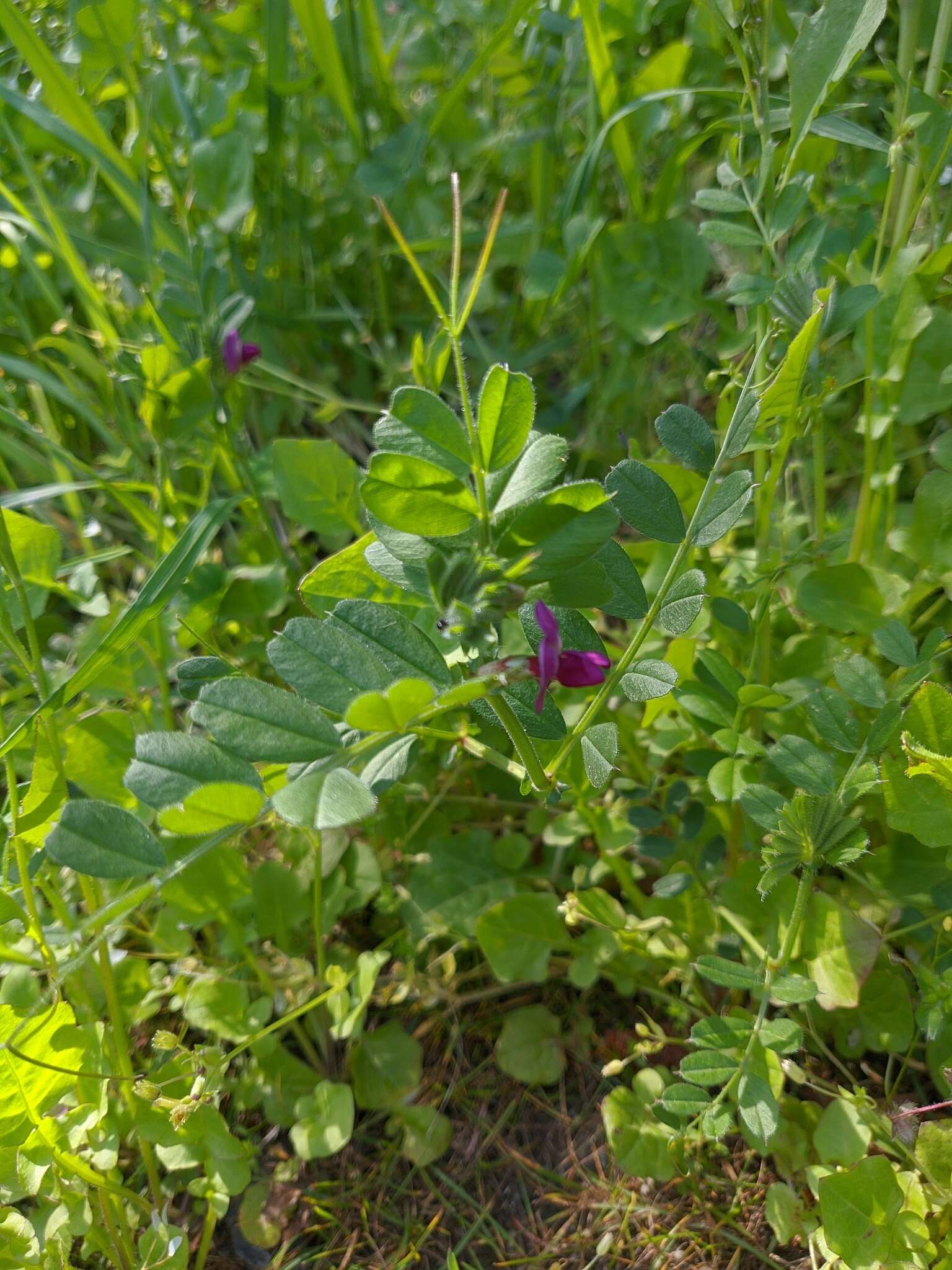 Image of Vicia sativa subsp. cordata (Hoppe) Asch. & Graebn.