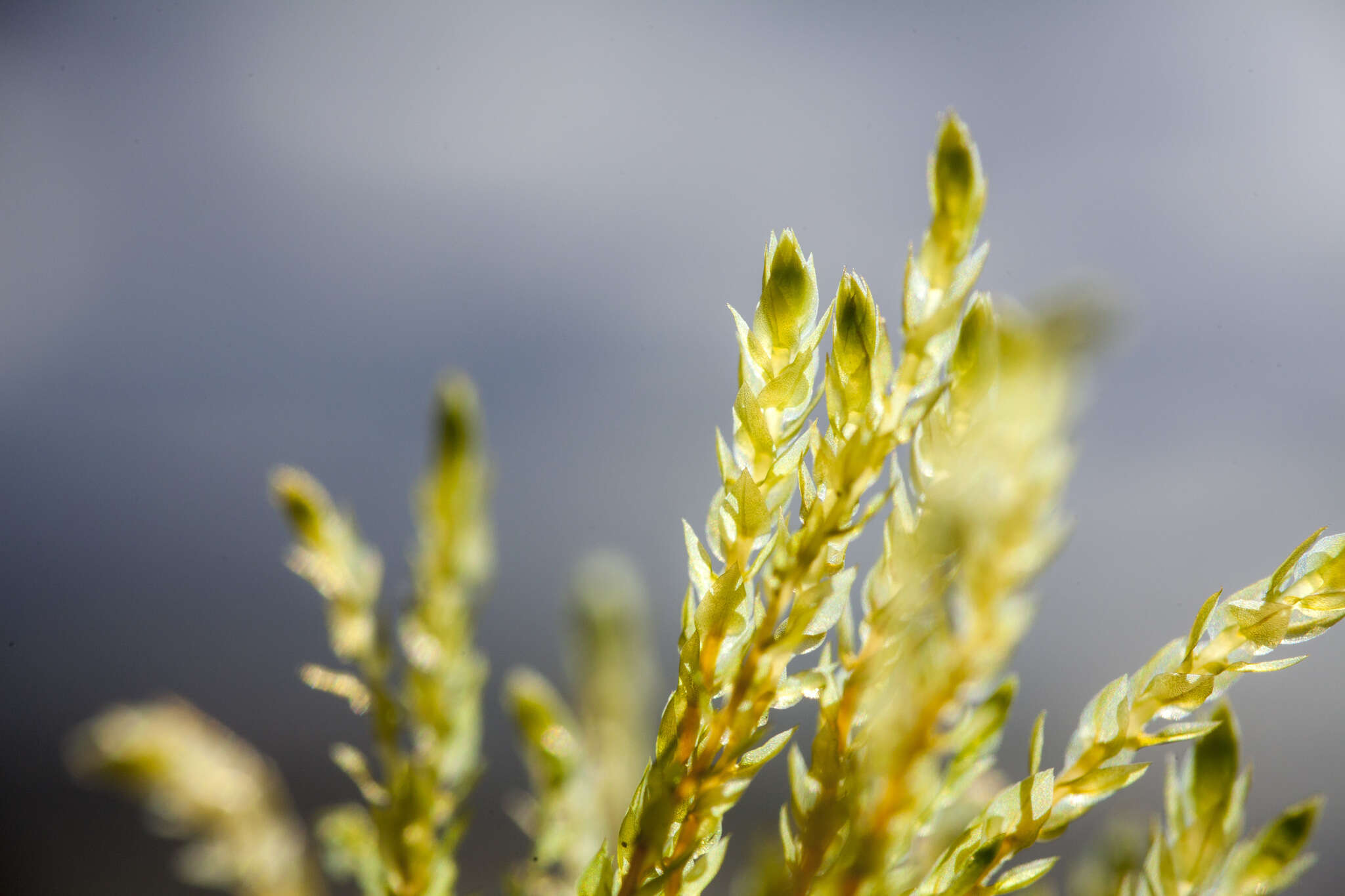 Image of Wahlenberg's pohlia moss