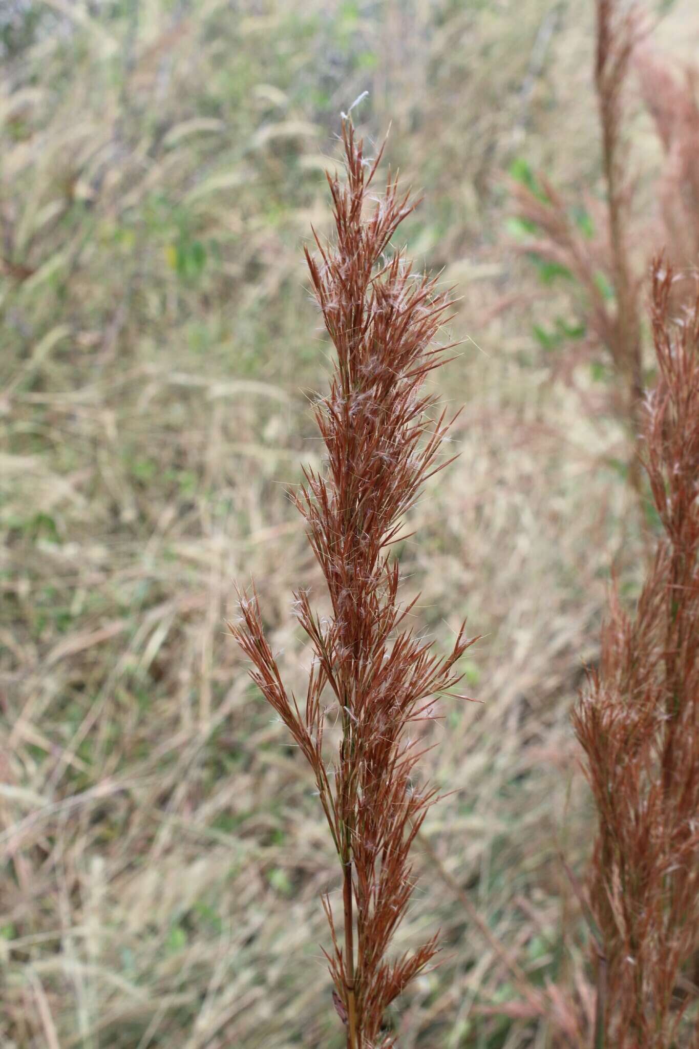 Sivun Andropogon bicornis L. kuva