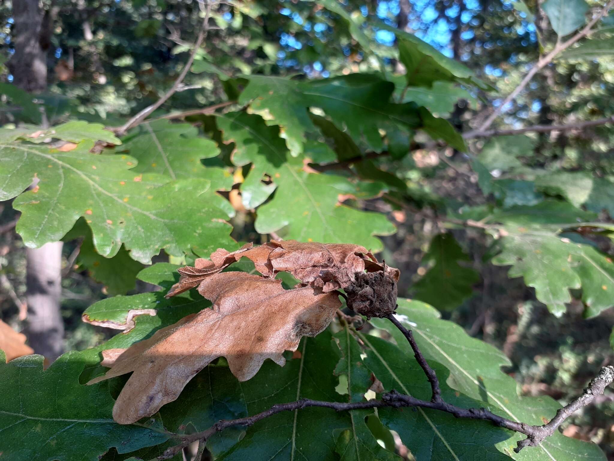 <i>Andricus conificus</i>的圖片