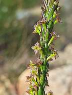 Image of Struthiola parviflora Bartl. ex Meissn.