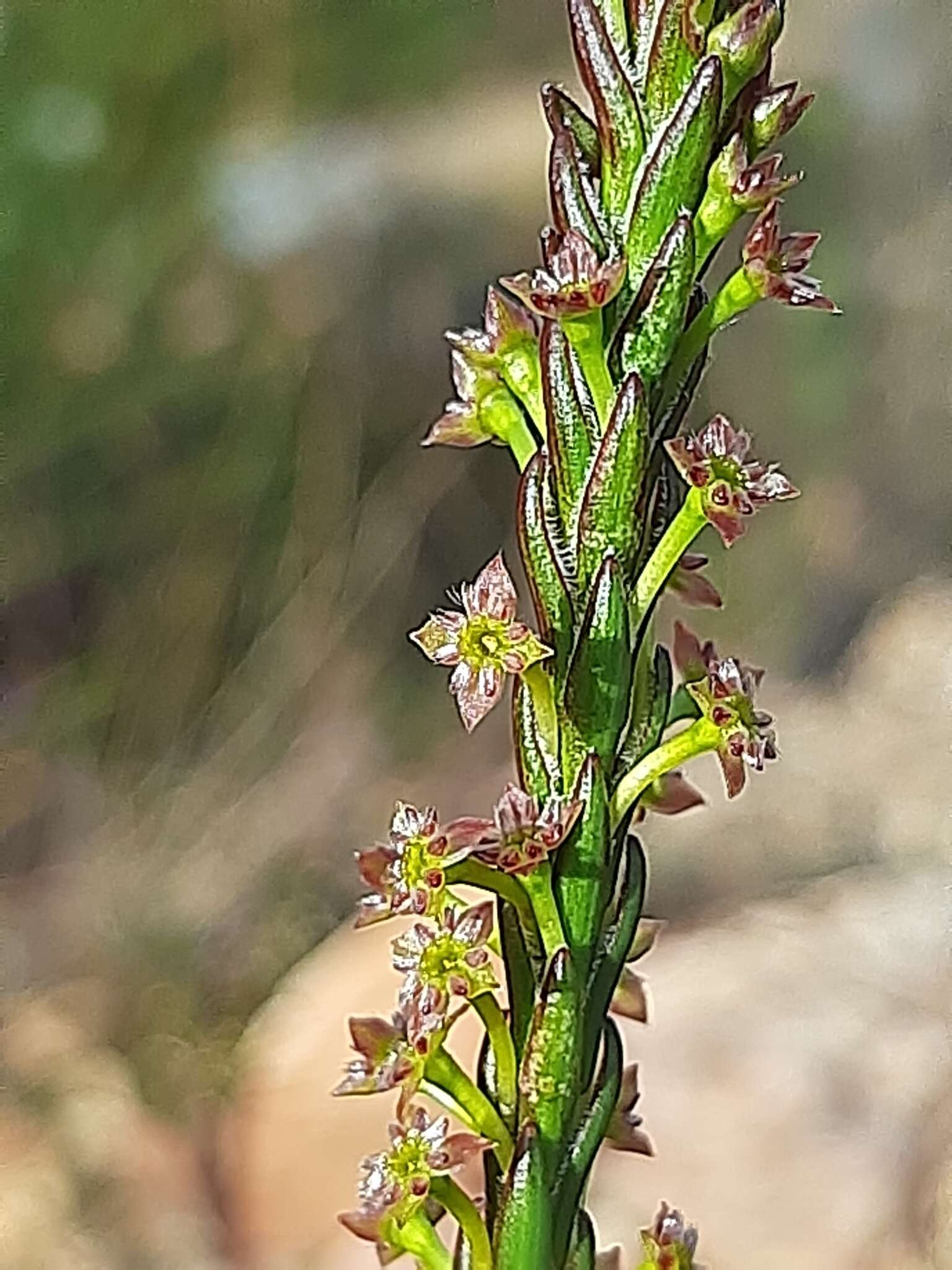 Image of Struthiola parviflora Bartl. ex Meissn.