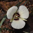 Image of Calochortus umpquaensis subsp. confertus Callahan