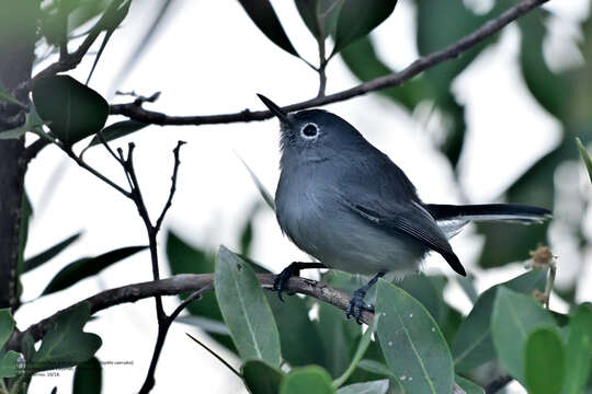 Image of Polioptila caerulea cozumelae Griscom 1926