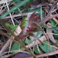 Image of Three-horned bird orchid