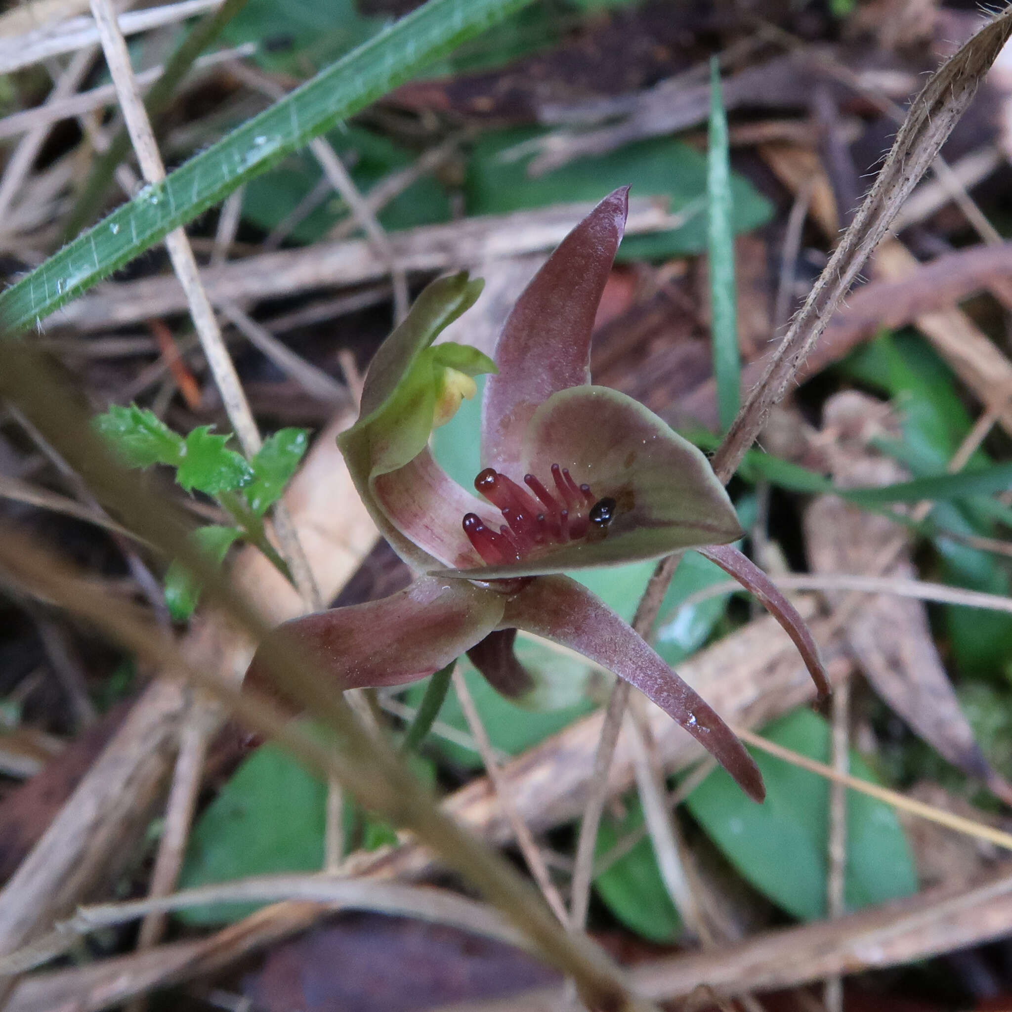 Image of Three-horned bird orchid