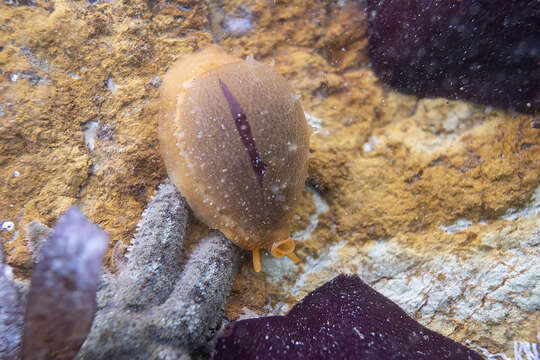 Image of Notocypraea angustata (Gmelin 1791)