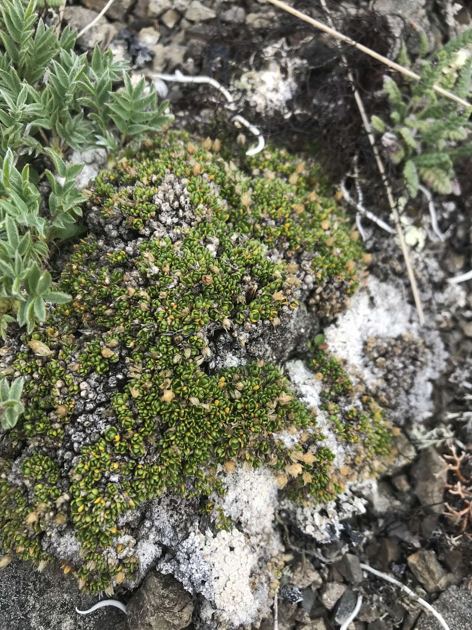 Plancia ëd Stellaria dicranoides (Cham. & Schltdl.) Fenzl