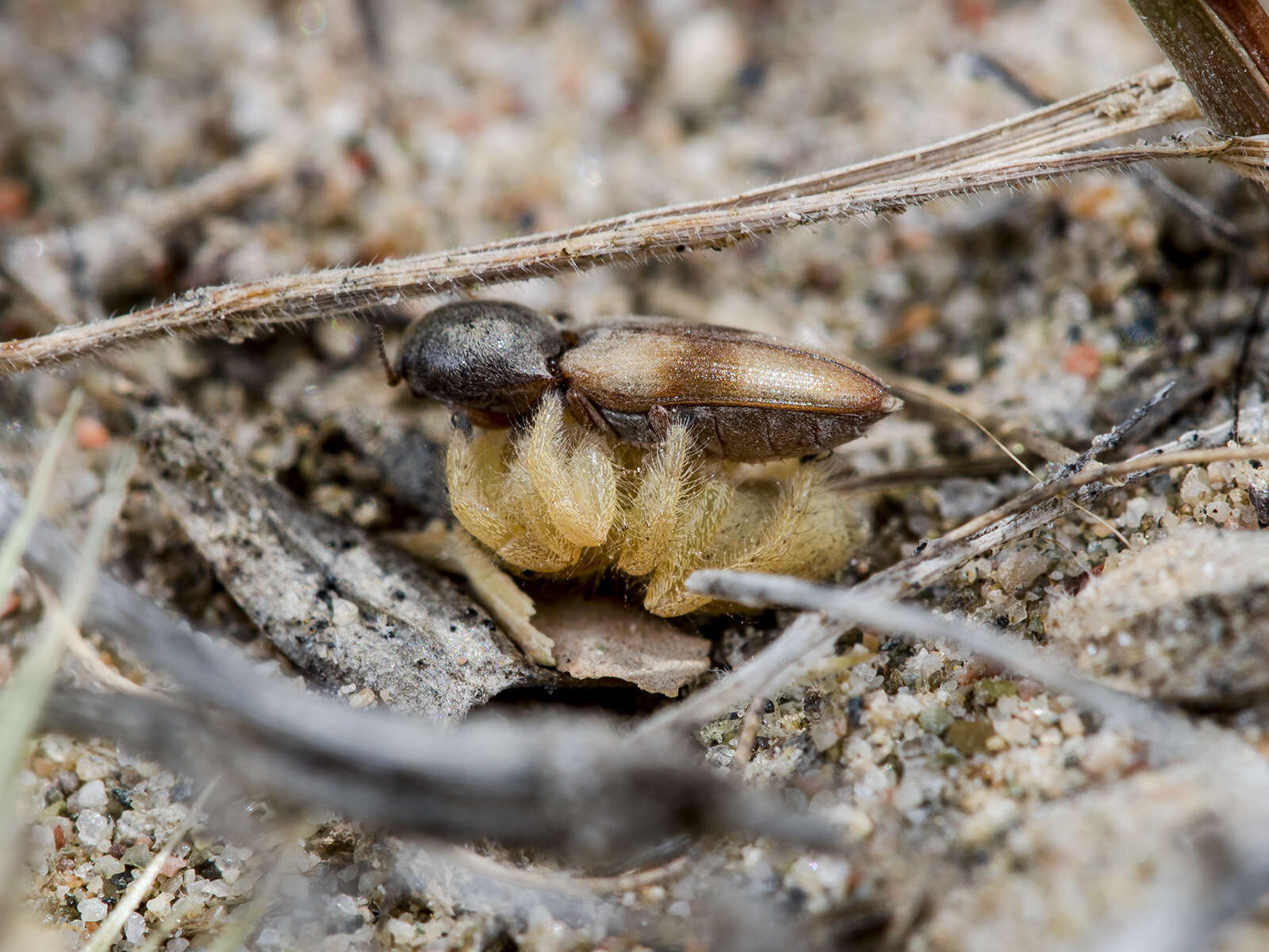 Plancia ëd Pseudomogrus zhilgaensis (Logunov & Marusik 2003)