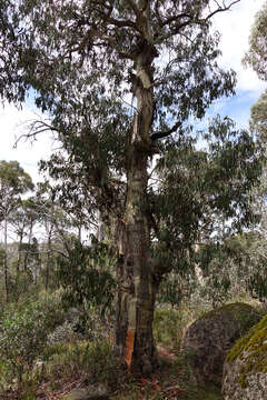 Image of Eucalyptus dalrympleana subsp. dalrympleana