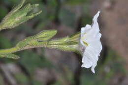 Image of Salpiglossis anomala (Miers) W. G. D' Arcy