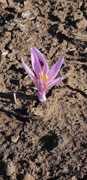 Image of Colchicum hierosolymitanum Feinbrun