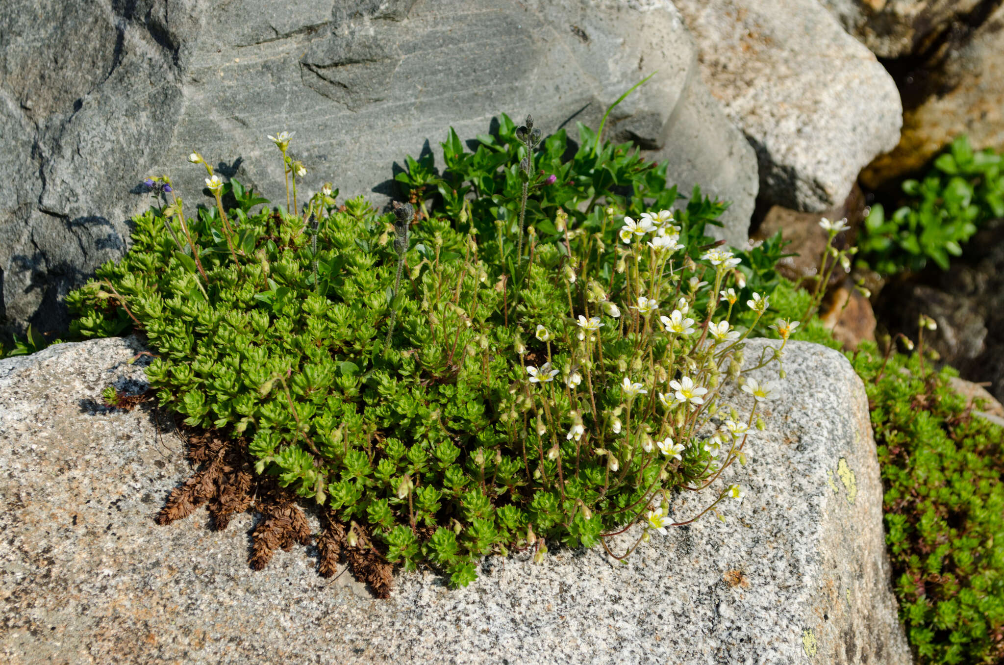 Imagem de Saxifraga praetermissa D. A. Webb