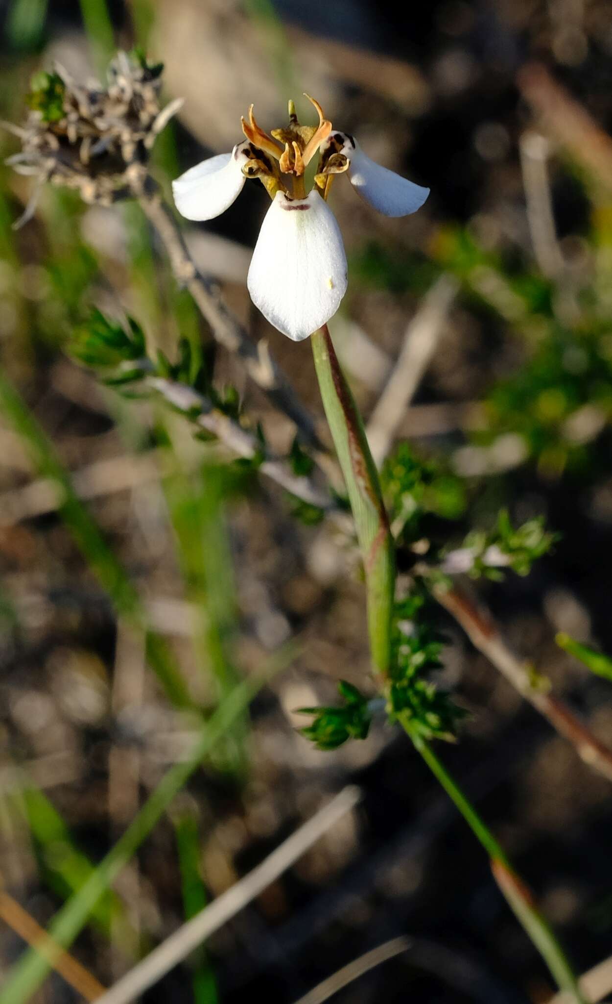 Image of Moraea unguiculata Ker Gawl.