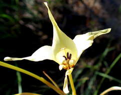 Imagem de Gladiolus leptosiphon F. Bolus